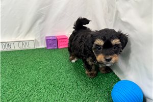 Forrest - Havapoo for sale