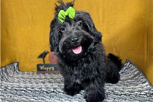 Tamara - puppy for sale