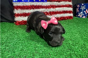 Tami - puppy for sale