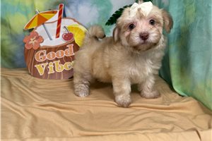 Paradise - Havapoo for sale