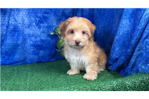 Pepito - Havapoo for sale