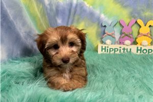 Foxx - Havapoo for sale