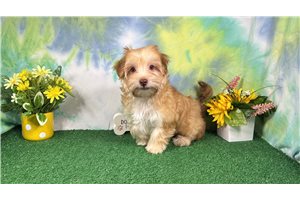 Pepito - Havapoo for sale