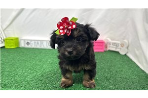 Fantasia - Havapoo for sale