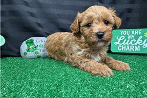 Draco - puppy for sale