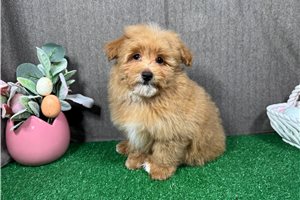 Dalton - Havapoo for sale