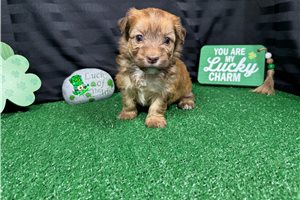 Foxx - puppy for sale