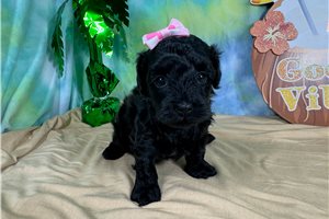 Tami - Havapoo for sale