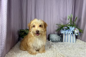 Pepito - Havapoo for sale