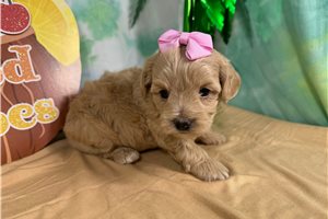 Tara - Havapoo for sale