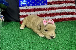Tara - puppy for sale