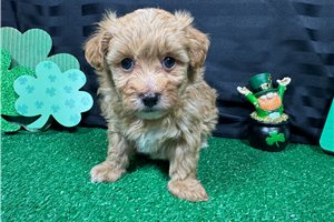 Dalton - Havapoo for sale