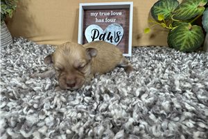 Paradise - puppy for sale