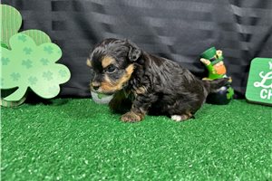Forrest - puppy for sale