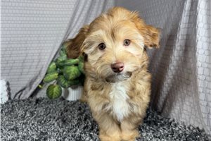 Sissy - puppy for sale