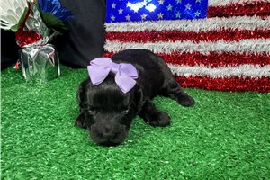 Tamara - puppy for sale