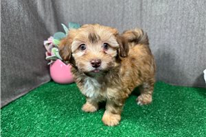 Foxx - Havapoo for sale