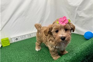 December - Havapoo for sale