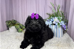 Tamara - Havapoo for sale