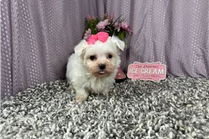 Magdalena - Maltese for sale