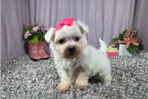Magdalena - Maltese for sale