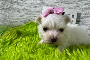 Magdalena - Maltese for sale