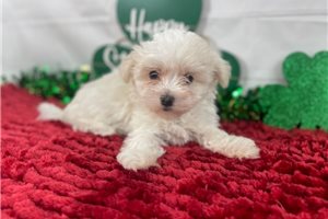 Lacey - Maltese for sale