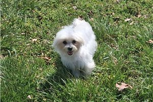 Bob - Maltese for sale