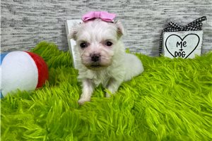 Magdalena - Maltese for sale