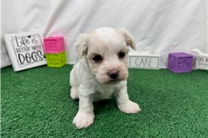 Waylon - Maltese for sale
