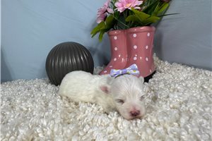 Magdalena - Maltese for sale