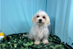 Bob - Maltese for sale