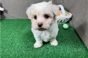 Waylon - Maltese for sale