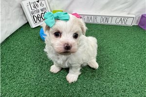 Willow - puppy for sale