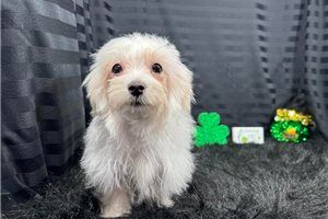 Mitch - Maltese for sale