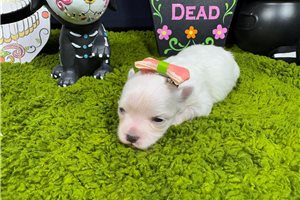 Mary - puppy for sale