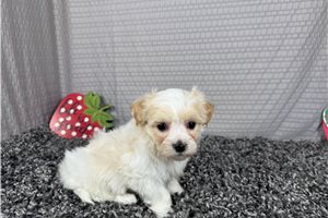 Grayson - Malti Poo - Maltipoo for sale