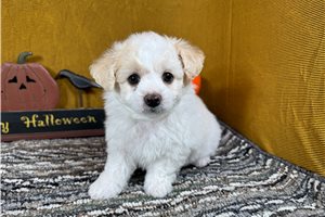 Emmett - Maltipoo for sale