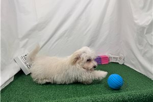 Cole - Malti Poo - Maltipoo for sale