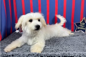 Mateo - Malti Poo - Maltipoo for sale