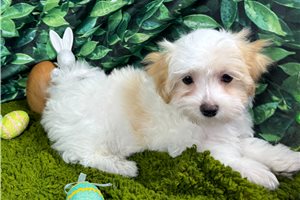 Duey - Malti Poo - Maltipoo for sale