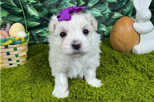 Missy - Malti Poo - Maltipoo for sale