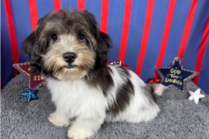 Nixon - Malti Poo - Maltipoo for sale