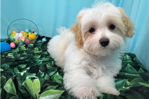 Duey - Malti Poo - Maltipoo for sale