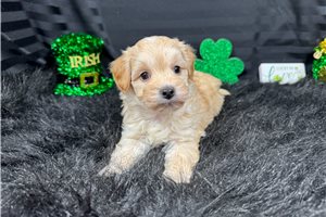Barnaby - Malti Poo - Maltipoo for sale