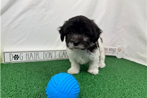 Nehemiah - Malti Poo - Maltipoo for sale