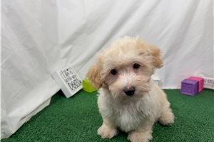 Chad - Malti Poo - Maltipoo for sale