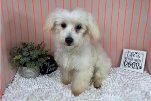 Mateo - puppy for sale