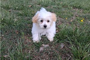 Duey - Malti Poo - Maltipoo for sale