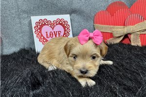 Bailey - Malti Poo - Maltipoo for sale